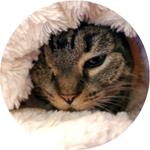 Izzy - a gray mackerel tabby cat with one eye, cuddled in a plush ivory throw. She'll happily remind you, self-care is healthcare, and you can't serve your team well if you don't take good care of yourself too.