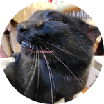 Darcy - a female black cat turned to the side with squinty eyes and a big toothy grin